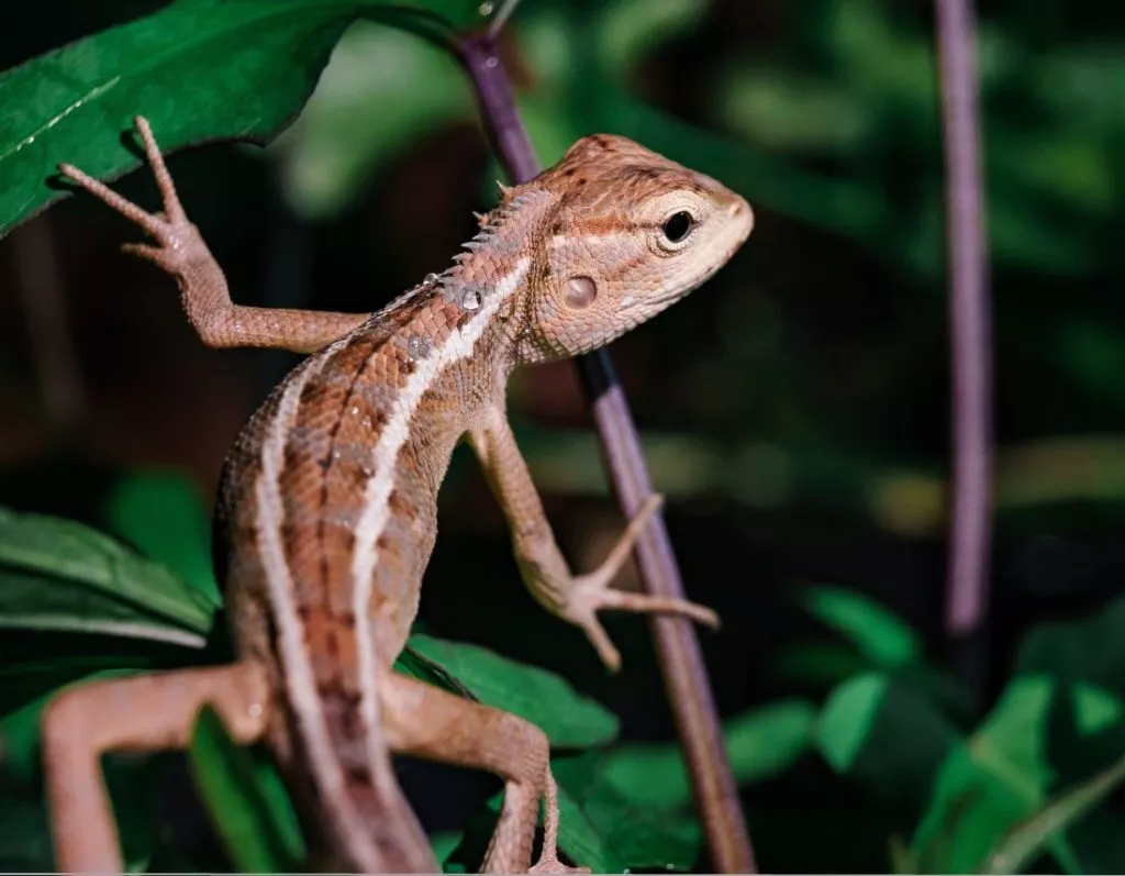 Familjeaktiviteter - Malmö reptilcenter